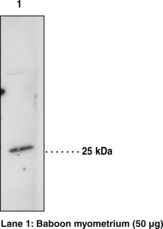 Western blot of HPGDS / PGDS antibody LS-C146669.