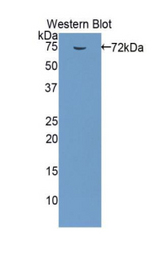 Western blot of recombinant dnaK.