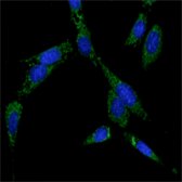 Immunofluorescence of NIH/3T3 cells using HSP70 mouse mAb (green). Blue: DRAQ5 fluorescent DNA dye.