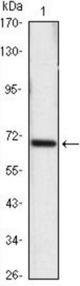 Western blot of HSP70 mouse mAb against HeLa (1) cell lysate.