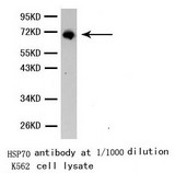 Western blot of HSP70 pAb in extracts from K562 cells.