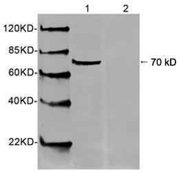 Western blot of HeLa cell lysate using 1 ug/ml Rabbit Anti-HSP70 Polyclonal Antibody. Lane 1: Rabbit Anti-HSP70 Polyclonal Antibody. Lane 2: Rabbit Anti-HSP70 Polyclonal Antibody pre-incubated with immunizing peptide. The signal was developed with IRDye 800 Conjugated Goat Anti-Rabbit IgG.