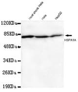 HSPA1A(N-terminus) antibody at 1/1000 dilution Lane1: Heat shcok HeLa cell lysate 40 ug/Lane Lane2: HeLa cell lysate 40 ug/Lane Lane3:HepG2 cell lysate 40 ug/Lane.