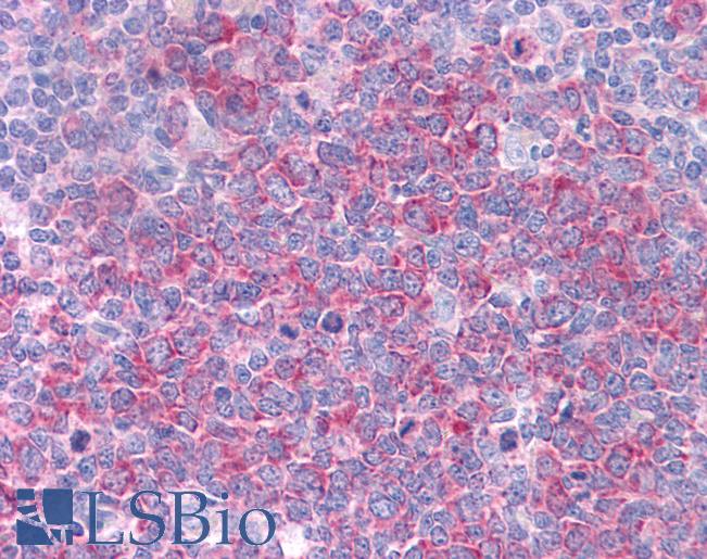 Anti-HSP90AA1 / Hsp90 antibody IHC of human tonsil. Immunohistochemistry of formalin-fixed, paraffin-embedded tissue after heat-induced antigen retrieval. Antibody LS-B4556 concentration 5 ug/ml.