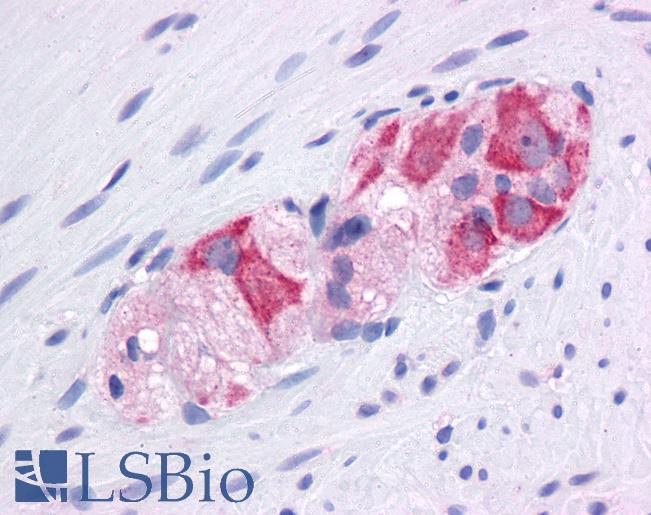 Anti-HSP90AA1 / Hsp90 antibody IHC of human colon, myenteric plexus. Immunohistochemistry of formalin-fixed, paraffin-embedded tissue after heat-induced antigen retrieval. Antibody LS-B4556 concentration 5 ug/ml.