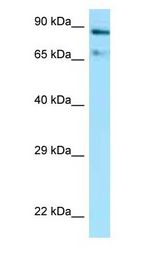 HSP90AA1 / Hsp90 antibody Western Blot of Mouse Brain.