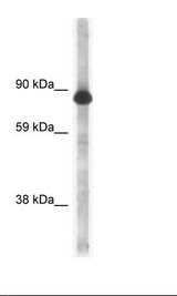 Fetal Brain Lysate
