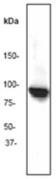 Western blot analysis on Hela cell lysate using anti-Hsp90 beta (N-term) antibody, dilution 1:500.