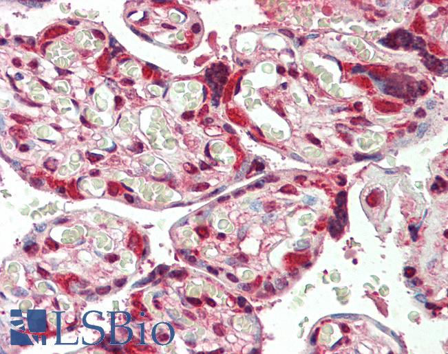 Anti-HSP90AB1 / HSP90 antibody IHC staining of human placenta. Immunohistochemistry of formalin-fixed, paraffin-embedded tissue after heat-induced antigen retrieval. Antibody LS-B10734 dilution 1:50.
