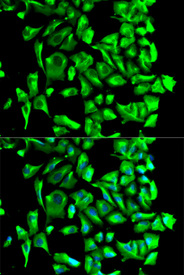 Immunofluorescence analysis of U2OS cell using HSP90AB1 antibody. Blue: DAPI for nuclear staining.