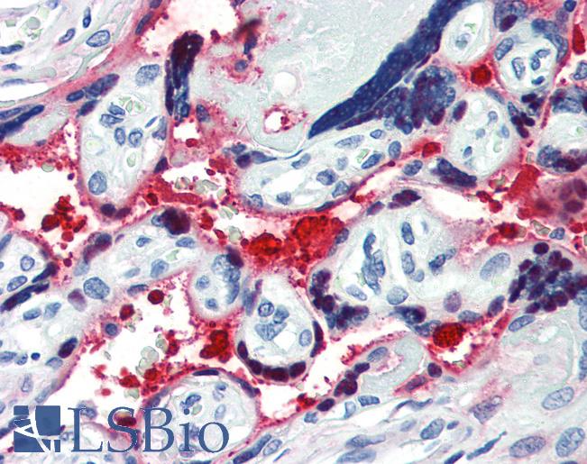 Anti-HSP27 / Heat Shock Protein 27 antibody IHC of human placenta. Immunohistochemistry of formalin-fixed, paraffin-embedded tissue after heat-induced antigen retrieval. Antibody LS-B3412 concentration 10 ug/ml.