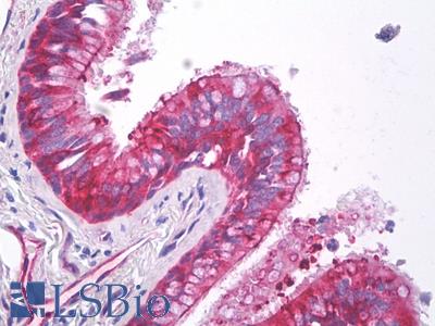Anti-HSP27 / Heat Shock Protein 27 antibody IHC of human lung, respiratory epithelium. Immunohistochemistry of formalin-fixed, paraffin-embedded tissue after heat-induced antigen retrieval. Antibody LS-B8503 dilution 10 ug/ml.