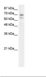 HepG2 Cell Lysate
