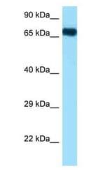 HSPA1A / HSP72 antibody Western Blot of Mouse Heart.