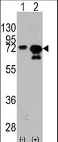 Western blot of HSPA1A (arrow) using rabbit polyclonal HSPA1A Antibody (Y525). 293 cell lysates (2 ug/lane) either nontransfected (Lane 1) or transiently transfected with the HSPA1A gene (Lane 2) (Origene Technologies).