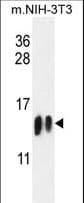 H4-K20 Antibody western blot of mouse NIH-3T3 cell line lysates (35 ug/lane). The H4 antibody detected the H4-K20 (arrow). From left to right ,the Sample Lot# is SA090513AM?SA090513AN.