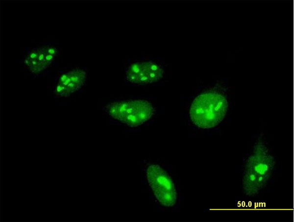 Immunofluorescence of monoclonal antibody to HIST1H4H on HeLa cell . [antibody concentration 10 ug/ml]