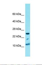 Western blot of Human 293T. HIST1H4A antibody dilution 1.0 ug/ml.