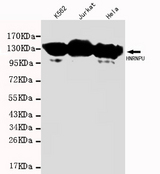 Western blot detection of HNRNPU in :K562 , Jurkat &Hela cell lysates (1:1000 diluted).