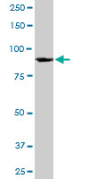 HNRNPU monoclonal antibody (M03), clone 4G11. Western Blot analysis of HNRNPU expression in NIH/3T3.