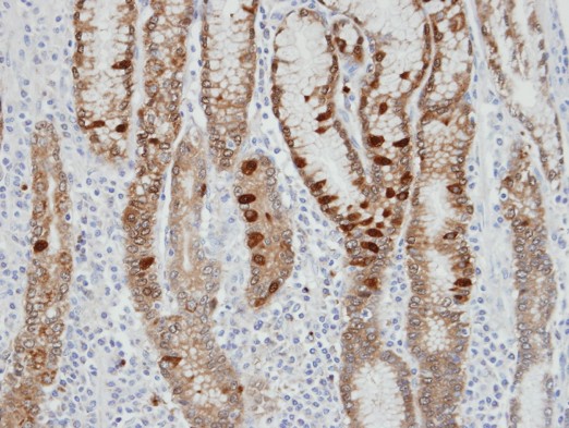 IHC of paraffin-embedded normal gastric epithelium (gland) using IDH2 antibody at 1:100 dilution.