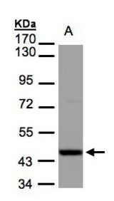 Sample (30 ug of whole cell lysate). A: MOLT4. 7.5% SDS PAGE. IDH / IDH2 antibody diluted at 1:1000