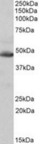 IDH2 antibody (0.1 ug/ml) staining of Human Heart lysate (35 ug protein/ml in RIPA buffer). Primary incubation was 1 hour. Detected by chemiluminescence.