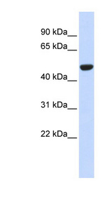 IDH2 antibody LS-C102300 Western blot of Fetal Muscle lysate.