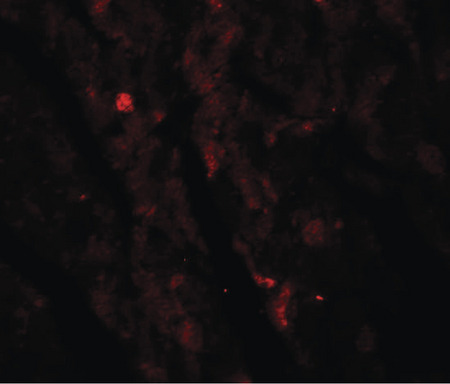 Immunofluorescence of IDH2 in mouse heart tissue with IDH2 antibody at 20 ug/ml.