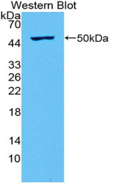 Western blot of recombinant IL28A.
