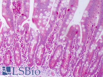 Anti-IL28A antibody IHC of human small intestine. Immunohistochemistry of formalin-fixed, paraffin-embedded tissue after heat-induced antigen retrieval. Antibody LS-B7476 concentration 5 ug/ml.