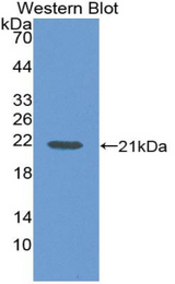 Western blot of recombinant IL36RN / IL1F5.