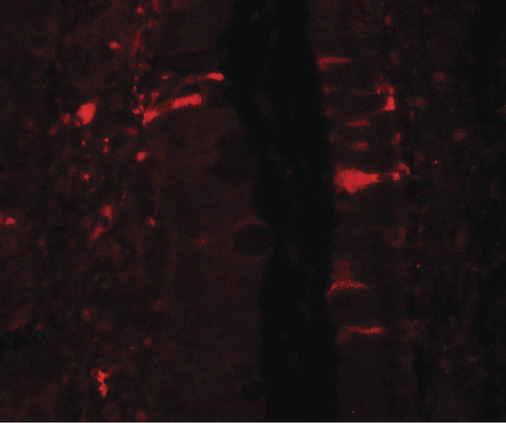 Immunofluorescence of IL-36RN in rat small intestine tissue with IL-36RN antibody at 20 ug/ml.