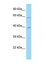 IRF1 antibody LS-C146383 Western blot of HeLa Cell lysate. Antibody concentration 1 ug/ml.