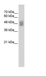 HepG2 Cell Lysate