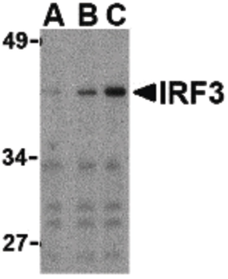 Western blot of IRF3 in Ramos whole cell lysate with IRF3 antibody at (A) 1, (B) 2, and (C) 4 ug/ml.