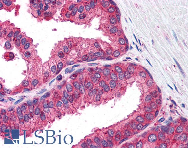 Anti-IRF3 antibody IHC of human prostate. Immunohistochemistry of formalin-fixed, paraffin-embedded tissue after heat-induced antigen retrieval. Antibody LS-B182 concentration 5 ug/ml.