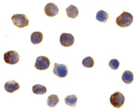 Immunocytochemistry of IRF3 in Ramos cells with IRF3 antibody at 2 ug/ml.