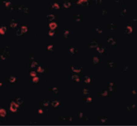 Immunofluorescence of IRF3 in Ramos cells with IRF3 antibody at 2 ug/ml.