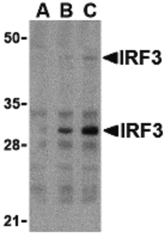 Western blot of IRF3 in U937 whole cell lysate with IRF3 antibody at (A) 1, (B) 2, and (C) 4 ug/ml.
