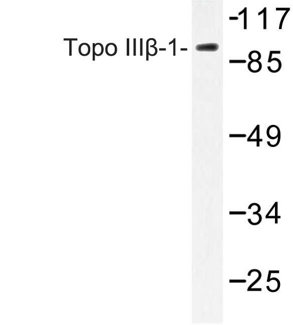 Western blot of Topo III-1 (Q84) pAb in extracts from HepG2 cells.