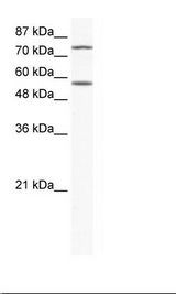 Jurkat Cell Lysate