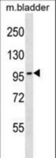 TOP3B Antibody western blot of mouse bladder tissue lysates (35 ug/lane). The TOP3B antibody detected the TOP3B protein (arrow).