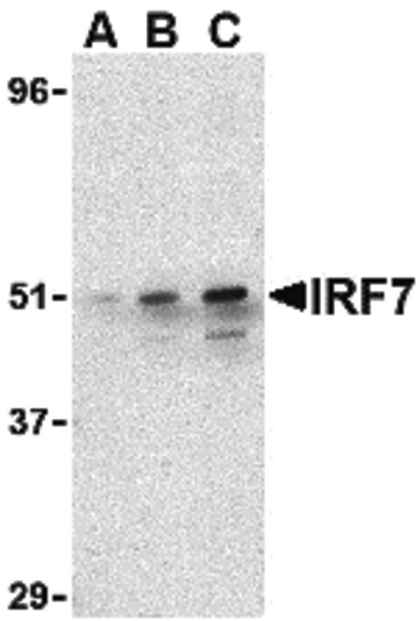 Western blot of IRF7 in 293 whole cell lysate with IRF7 antibody at (A) 0.5, (B) 1 ug/ml and (C) 2 ug/ml.