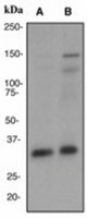Western blot analysis on (A) SH-SY5Y and (B) 293T cell lysates using anti-TorsinA antibody (LS-C105399), dilution 1:1000.