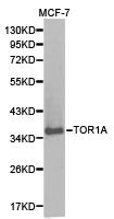 Western blot of extracts of MCF-7 cell lines, using TOR1A antibody.