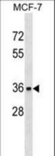 TOR1A Antibody western blot of MCF-7 cell line lysates (35 ug/lane). The TOR1A antibody detected the TOR1A protein (arrow).
