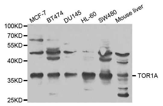 Western blot analysis of extracts of various cell lines, using TOR1A antibody.