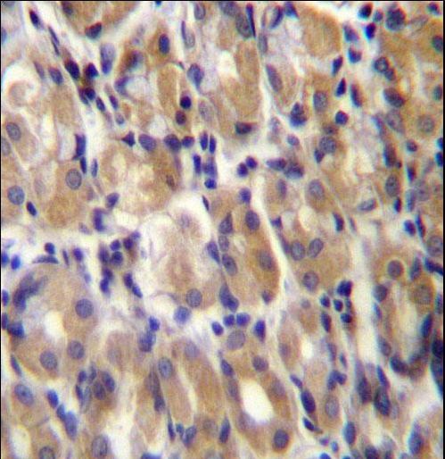 TOR1B Antibody immunohistochemistry of formalin-fixed and paraffin-embedded human stomach tissue followed by peroxidase-conjugated secondary antibody and DAB staining.