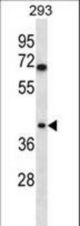 TOR1B Antibody western blot of 293 cell line lysates (35 ug/lane). The TOR1B antibody detected the TOR1B protein (arrow).